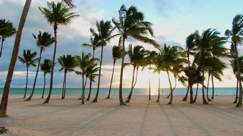 Tropical sand beach with palm trees in sunset, sunrise, aerial dolly shot flying through the trunks, wild pristine beach in Hawaii