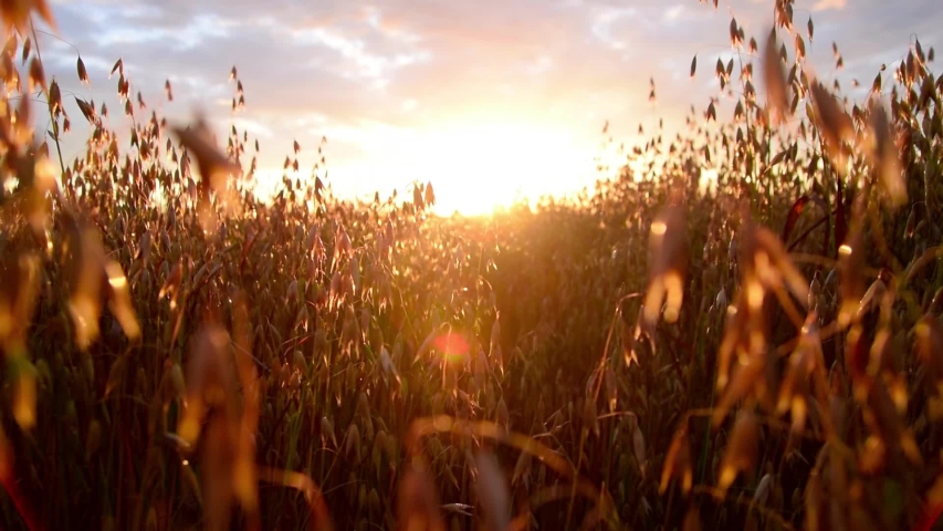 Tracking of Oat field in the sunrise. Slow motion and close up Royalty-Free Stock Footage #1056643289