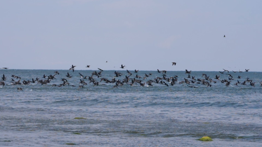 Seaside Wildlife. Migrating Greater Cormorant Birds Flying on Water Surface in Formation. Birds Geese Flying in Formation, Blue Sky. Slow Motion.