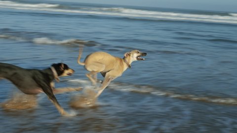 A brown and a black Sloughi greyhound dogs (Arabian greyhound) run from the beach into the sea in Essaouira, Morocco.  Slow-motion footage.