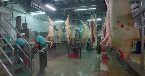 Pork production industrial line, butchers in slaughterhouse cut dead pigs. Workers wash the carcasses and register each one, glue the barcode and enter it into the database. Livestock farming.