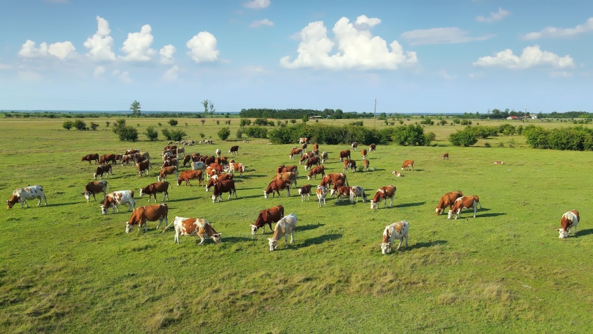 Aerial drone shot of cows grazing on pasture, landscape Royalty-Free Stock Footage #1056646130