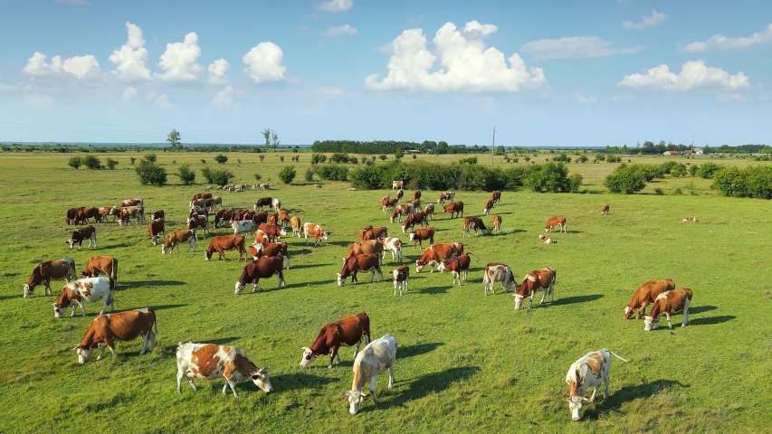 Aerial drone shot of cows grazing on pasture, landscape | Shutterstock HD Video #1056646130
