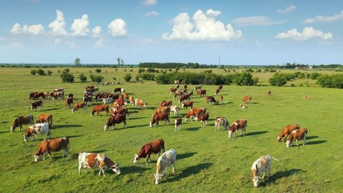 Aerial drone shot of cows grazing on pasture, landscape