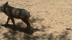 This video shows a group of baby African warthogs getting startled and running off into the sunny savanna.