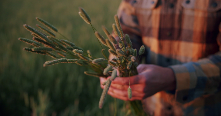 Farmer Checking His Timothy Grass Harvest in Beautiful Sunset Light, Lethbridge Alberta Farming in Canada. Pet Food Supply Crop