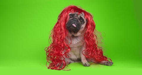 Sad, shy pug dog in red wig. Long hair like girl princess. Looking at the camera, tilting head in surprise. Green screen, chroma key. Green background. Funny dog concept