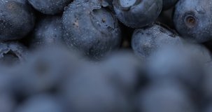 Super macro shot of a blueberry. Fresh, organic, delicious, black, sweet blueberry berries are spinning in the frame, and in the foreground is a defocused blueberry. Fresh seasonal fruits.