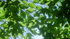Footage of leaves on tree branches seen from below with sunlight and clouds moving in sky