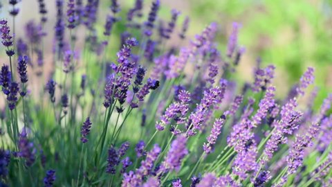 Close-up Beautiful Blooming Lavender Flowers Sway in the Wind. Honeybee working on Lavender Flowers. Blooming Violet Fragrant Lavender Flowers. Slow motion. Nature Background.