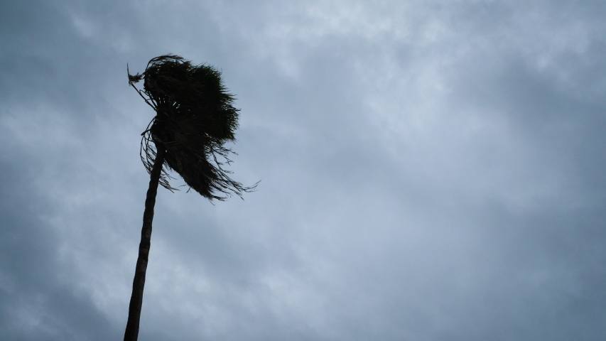 An Approaching Hurricane Blows A Palm Tree Royalty-Free Stock Footage #1056666680