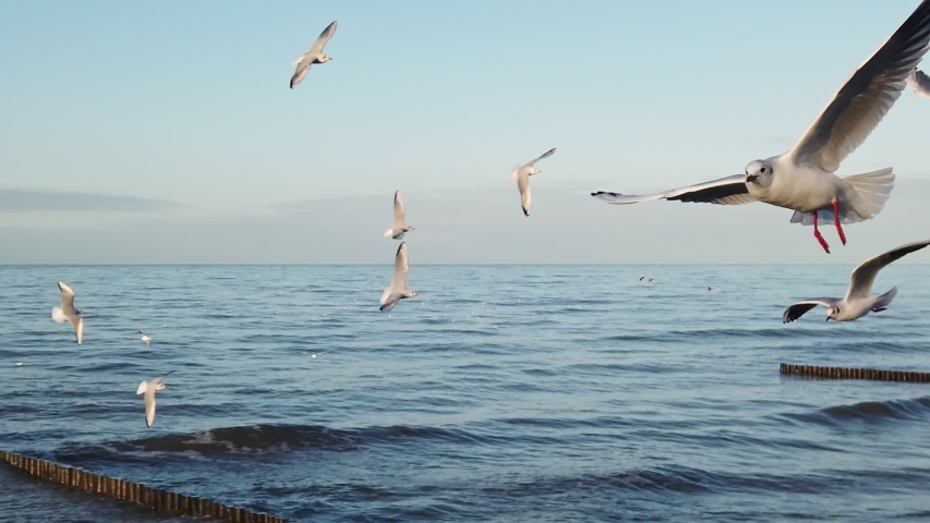 Closeup of seagulls flying in circles over inclement Baltic Sea with stormy waves rolling on wooden piles on a cold winter day in slow motion