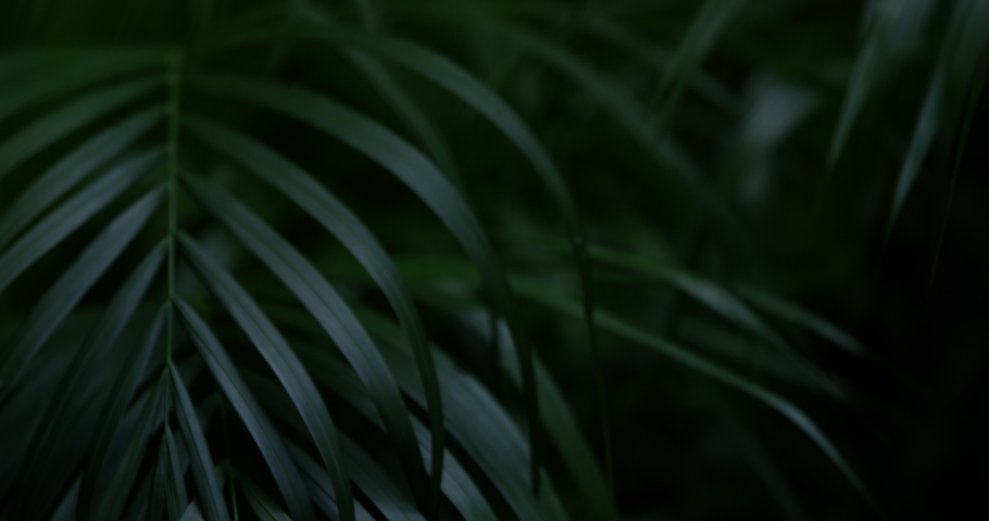 Rich dark ferns hang in a dense lush forest in a Mayan jungle in Mexico | Shutterstock HD Video #1056670445