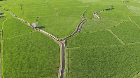 Footage B-roll of Aerial view drone flying over of agriculture in paddy rice fields for cultivation. Natural the texture background. Agriculture concept growing rice plants in northern Thailand.
