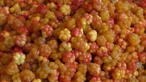 Northern tundra berry cloudberry top view
