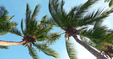 Look up of Coconut tree fronds blowing in the wind with blue sky background.