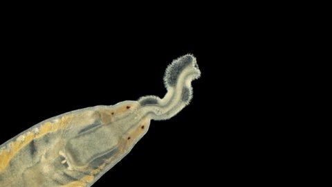 Worm of the Tetrastemmatidae family under a microscope, order Monostilifera, are symbionts of crustaceans, starfish, ascidians and bivalve molluscs. Video shows the worm's mouth, the proboscis, which