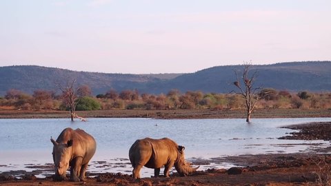 Two White Rhinos at Madikwe watering hole in golden evening light