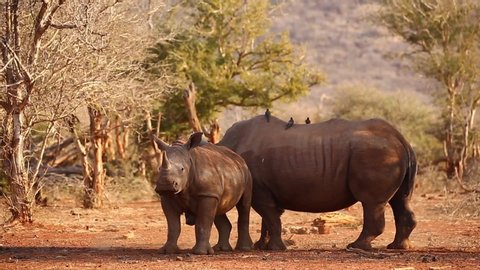 Juvenile and adult White Rhinos with Oxpeckers in evening golden light