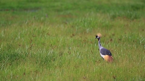 Colorful Crowned Crane stands in lush green Amboseli savanna grass