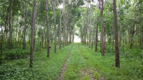 Rubber Trees. Rubber Trees view drone