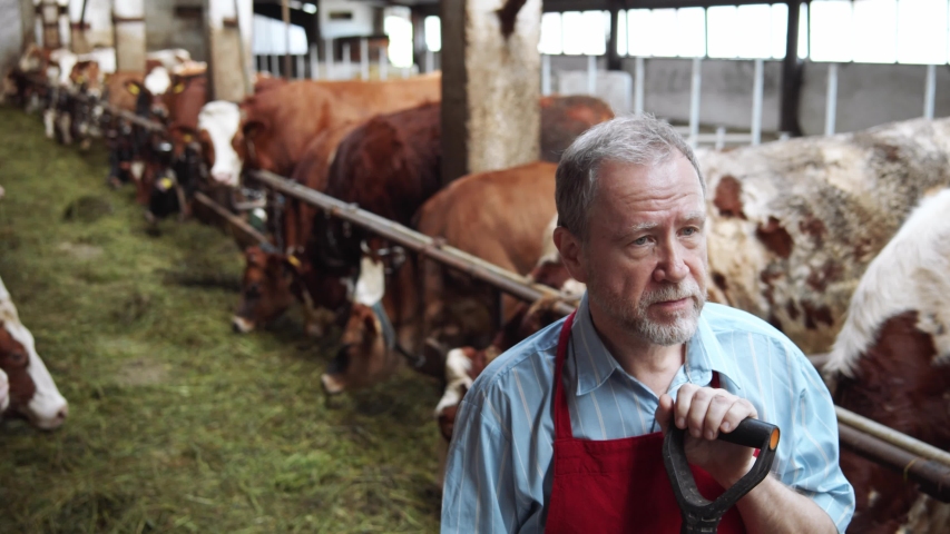 Adult agricultural worker looking at camera in cowshed farm. Livestock farming. Formal clothes. Eco-friendly products. Business. Farmers insurance. Dairy production. Brown cows eating grass. 4K