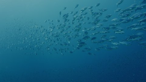 A school of fish from a double-lined fusilier, Pterocaesio tessellata, is swimming in the blue water in direction of the camera, Raja Ampat, Indonesia