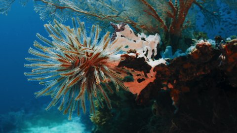  feather star Crinoids  in the tropical sea, WAKATOBI, Insonesia