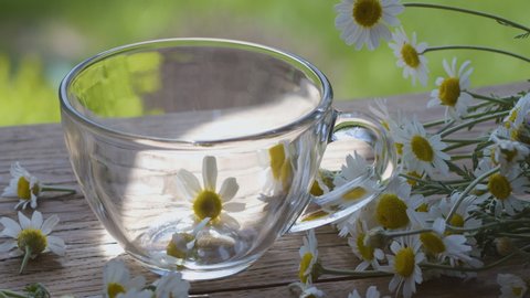 Chamomile tea is poured into a glass cup from a transparent teapot. The action takes place on a summer rural terrace with playing sunbeams. Nearby are the flowers of a pharmaceutical chamomile.