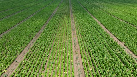 Aerial view of field growing tobacco. Drone shot flying over a field of tobacco  on a bright summer day