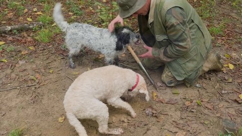 Dogs just found a truffle, hunting truffles in a forest