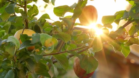 Apple tree. Beautiful ripe red apples fruits on tree background of sun. Ripe juicy apples hanging on branch in orchard garden. Close-up. Farming food harvest gardening harvesting concept, 4 K slow-mo