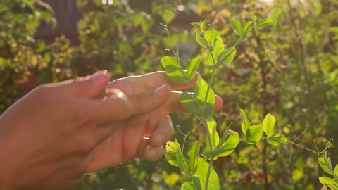 Hand of farmer man picking an ripe green fresh peas crop pea pods vegetables pea plants in garden. Healthy food sun background. Close-up. Farming food harvest gardening harvesting concept, 4 K slow-mo