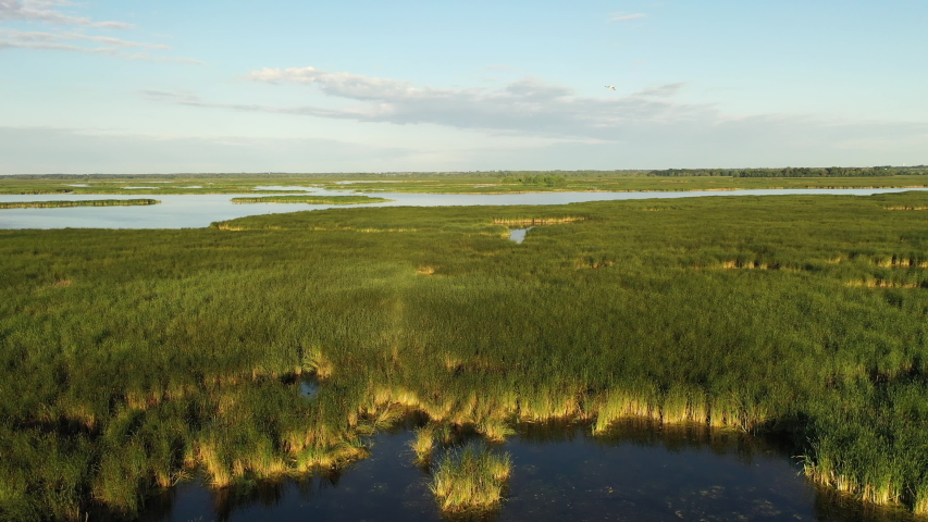 Establishing shot of american wilderness. Freshwater cattail marsh, view from above. Nature of the Midwest Royalty-Free Stock Footage #1056688025