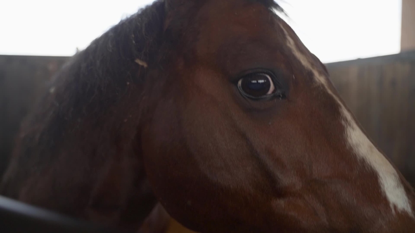 Horse Face And Eyes Close Up Stock Footage Video 100 Royalty Free Shutterstock