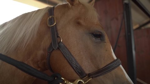 Close up on brown and white horse face and eye at horse stables. slow motion stable dolly moving shot in a horse farm at single stallion 