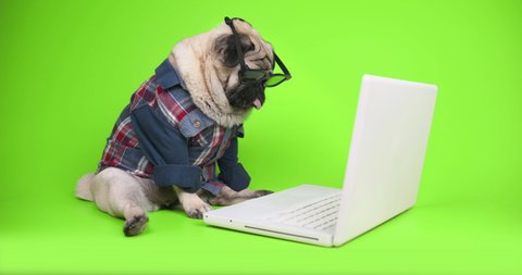 Cute pug dog freelancer nerd looking to laptop with interest, curiosity. Interesting engaging content, media, movie. Online store offer, discount sales. Shopping online. Food content. Green screen