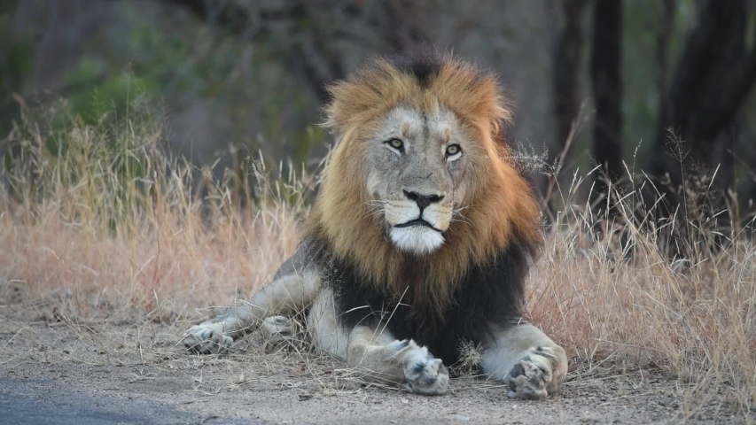 A wide shot of a beautiful male Lion resting next to the road and yawning in Kruger National Park. Royalty-Free Stock Footage #1056690329