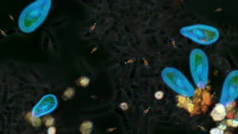 A realistic animation that imitates the view through a microscope, featuring dozens of microorganisms swimming around, including paramecium.