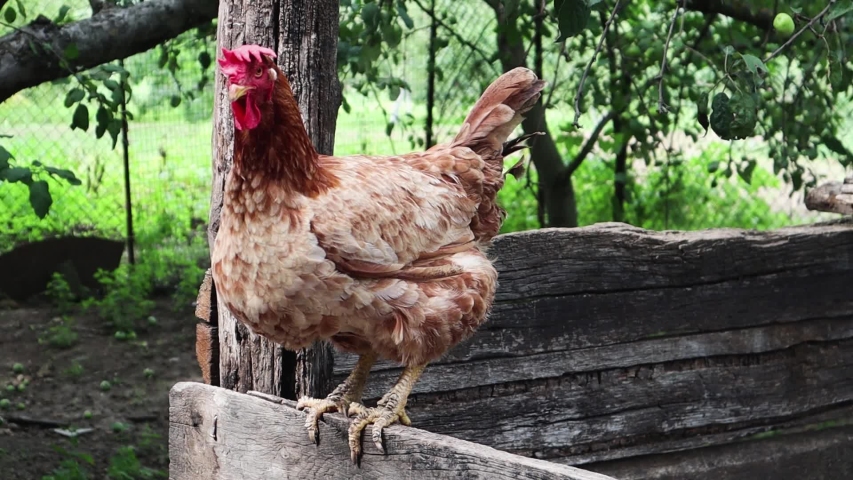 One beautiful brown hen in the countryside. Poultry close-up in the chicken coop in the backyard of the house. Breeding. portrait of a funny adult domesticated hen looking curiously at the camera | Shutterstock HD Video #1056695894