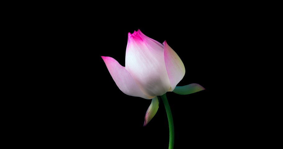 4k Time lapse of lotus flower blossoming,alpha channel