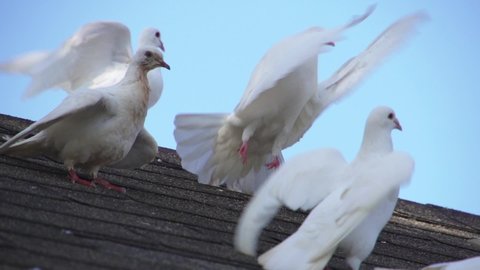 White doves fly off of pavilion roof at Ho'okipa, Maui Hawaii. 