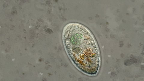 An animation imitating a view through a microscope, with a predator microbe crossing paths with another microorganism, attacking it, and eating/absorbing it. 