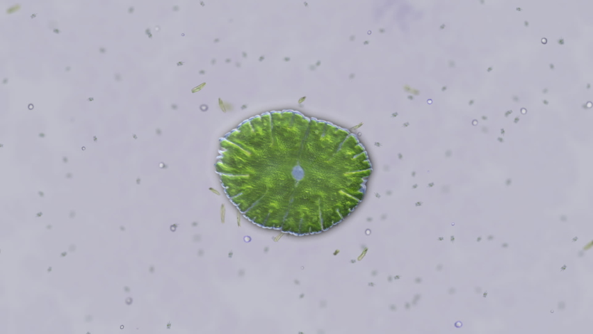 An animation imitating a view through a microscope, with a single microorganism self-replicating and multiplying into many identical copies (binary fission). Royalty-Free Stock Footage #1056703556