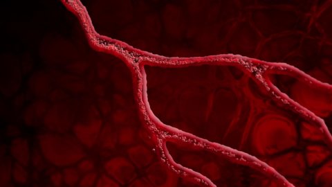 Animation featuring a fluid or red blood cells flowing through a vein or artery in the body.