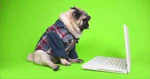 Cute pug dog wearing glasses looking at laptop, computer screen. Pug dog studying online from home watching web class lesson or tutor by video call learning. Fun concept of pet remote education