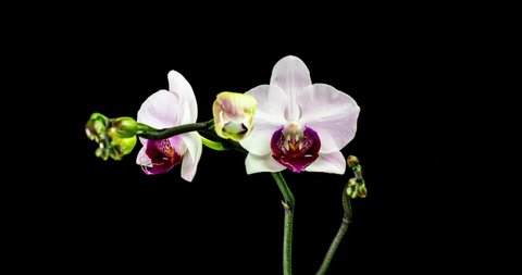 Time-lapse of opening three orchid flowers 4K on black background