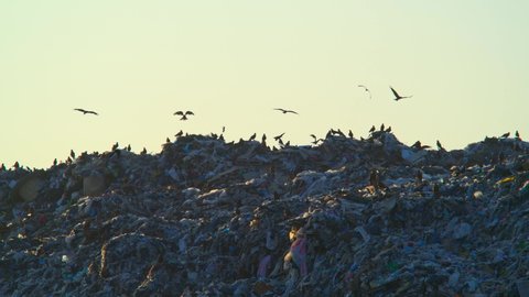 Large Waste and Garbage Dump Overflowing with Birds and Parasites. Concept Modern Society of Consumption and Environmental Pollution. Nature Pollution By Household And Chemical Commodity. Save Planet
