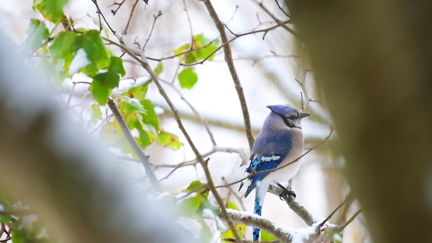 One blue jay Cyanocitta cristata bird perched flying away in slow motion on tree branch during winter snow in Virginia with snowflakes falling