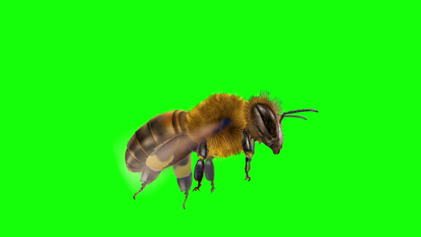A close up of a flying bee isolated on green screen
 Royalty-Free Stock Footage #1056707051